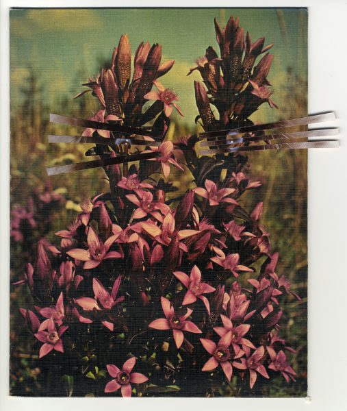 Science/Fiction – Une non histoire des plantes — Eléonore False